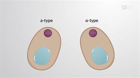 shmooing|Yeast Signalling and Shmooing